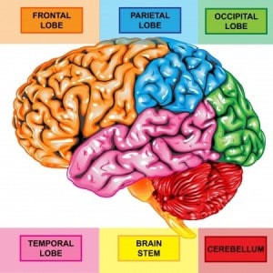 sections of brain
