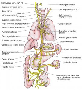vagus-nerve-image