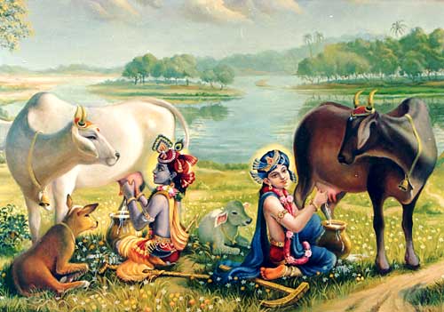 milking_cowsIndia
